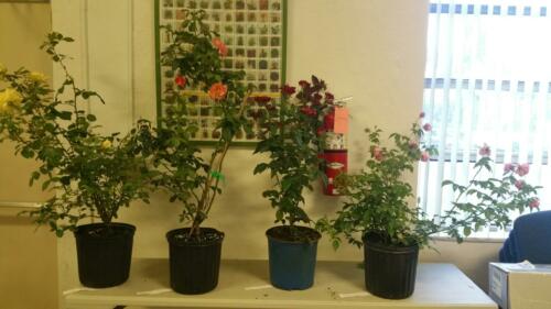 Thank you Debbie and Geoff from Cool Roses for the Beautiful roses and hollyhocks donated for Bingo prizes. 