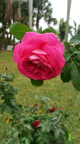 richards rose